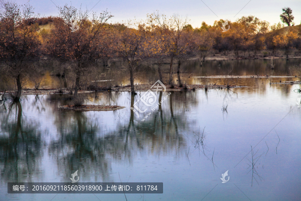 甘家湖秋季水邊胡楊林