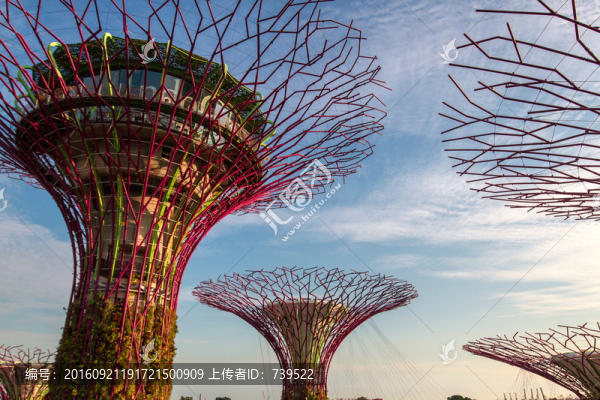 新加坡,濱海灣花園,巨樹