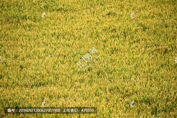 水稻田,稻子,稻穗