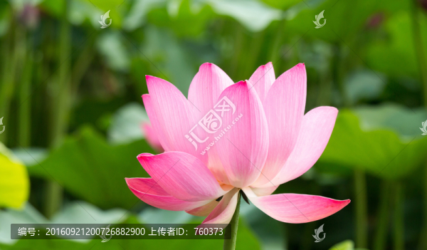 寫(xiě)意荷花