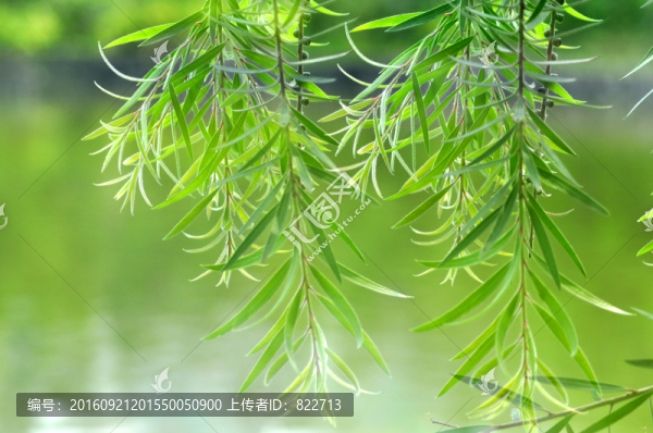 樹枝
