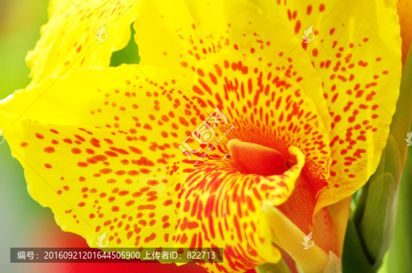 小黃花