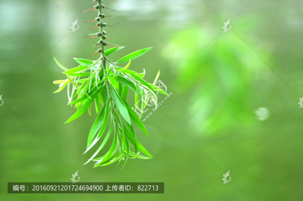 樹(shù)枝