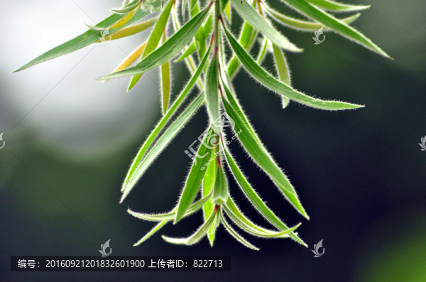 樹枝