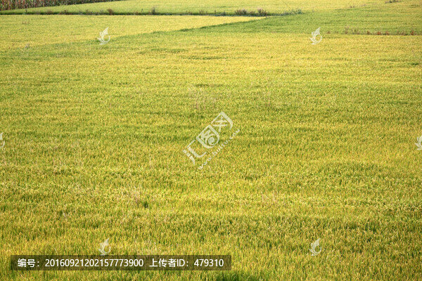 水稻田,稻子,稻穗,鳥瞰,俯視