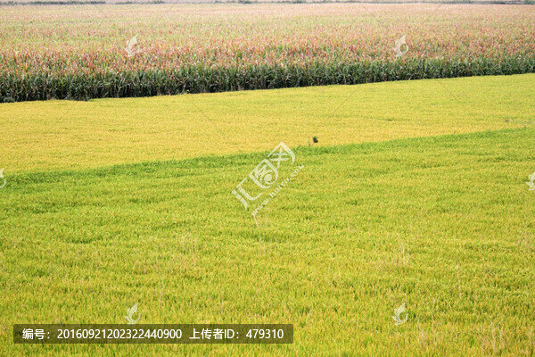 水稻田,稻子
