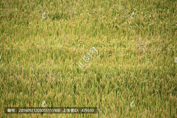 水稻田,稻子,稻穗