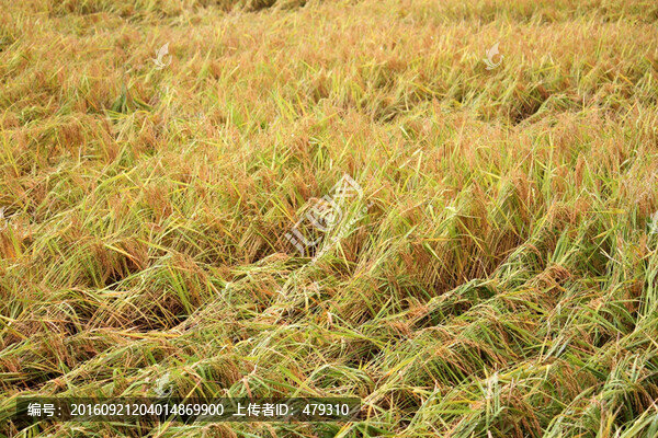 水稻田,稻子,稻穗,鳥(niǎo)瞰,俯視