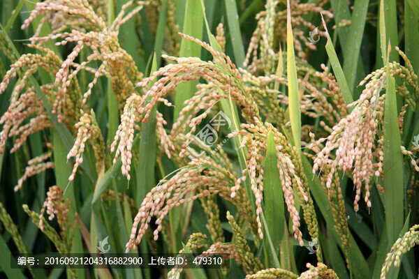 水稻田,稻子,稻穗,鳥瞰,俯視