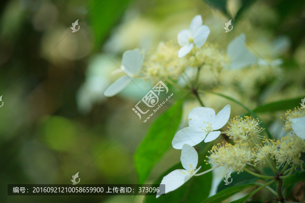荼蘼花