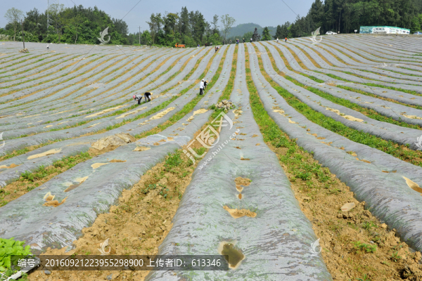 煙田育苗栽培管理