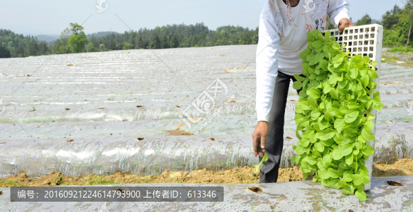 煙葉育苗栽培