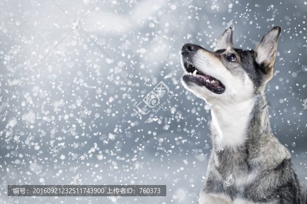 雪花與狗
