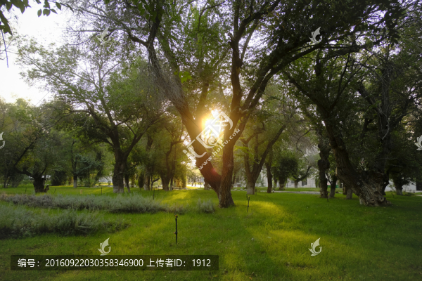 樹(shù)林