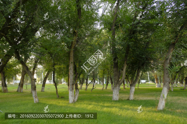 樹林