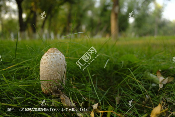 野蘑菇