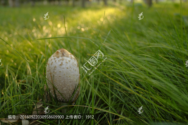 野生蘑菇