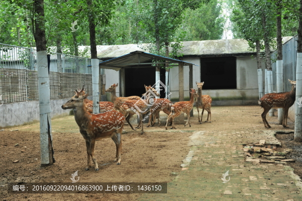 梅花鹿養(yǎng)殖
