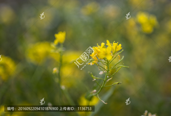 油菜花