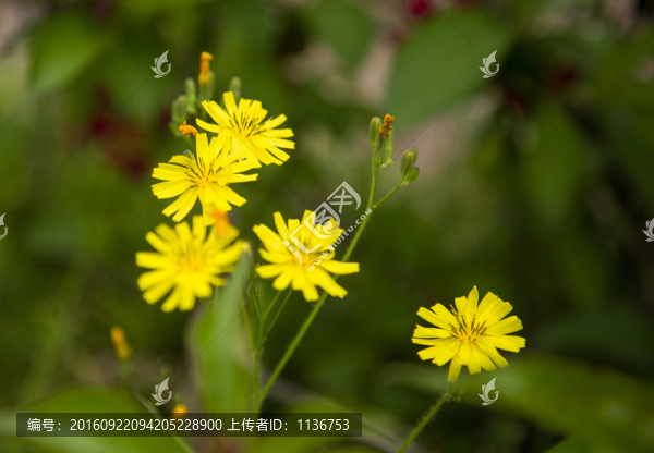 野菊花