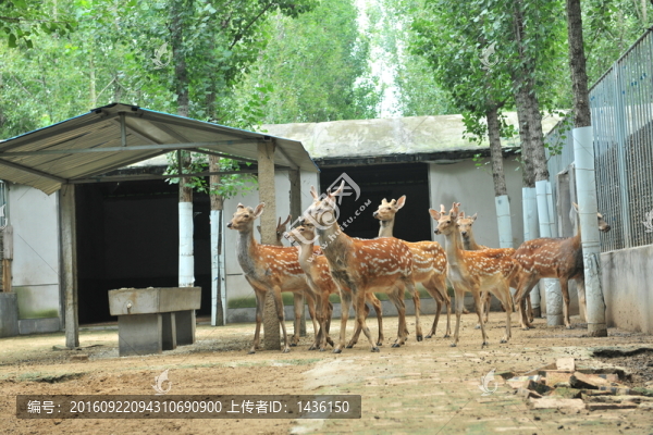 養(yǎng)殖鹿,,梅花鹿