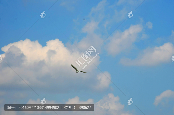 藍天下翱翔的水鳥