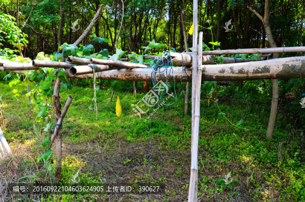 樹林里的絲瓜棚