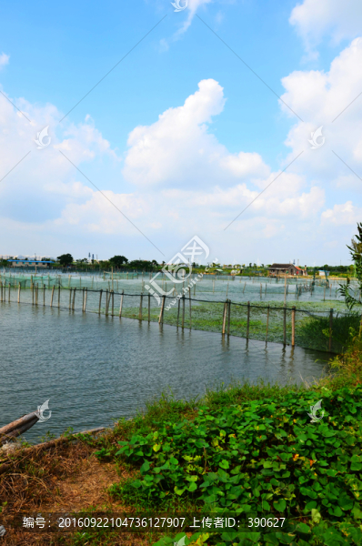 陽澄湖大閘蟹養(yǎng)殖基地