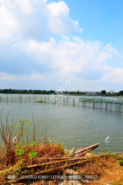 陽澄湖大閘蟹養(yǎng)殖基地