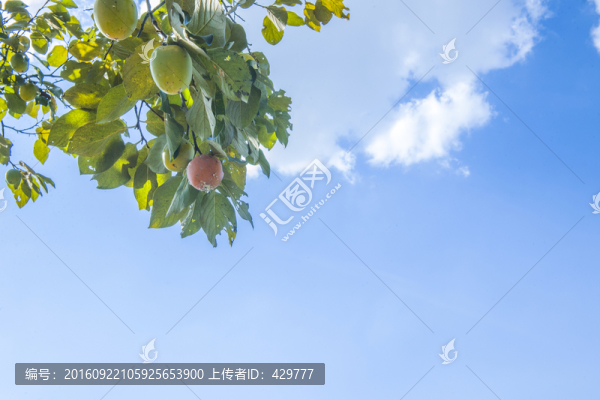 柿子樹,,藍(lán)天白云