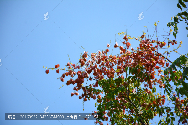 綠葉紅花