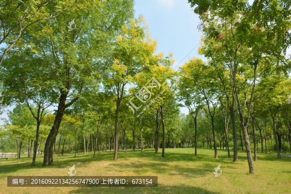 綠樹草地
