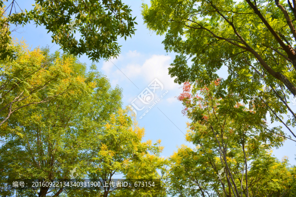 綠樹藍天