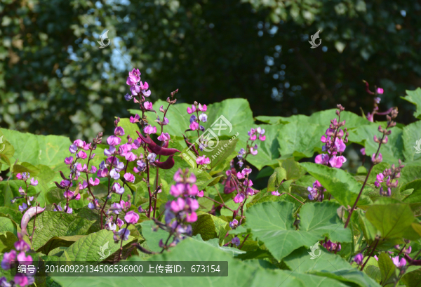 扁豆花