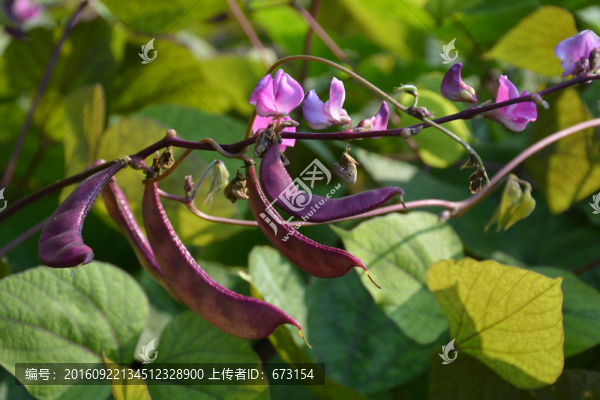 紫扁豆