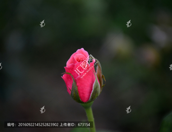 玫瑰花苞