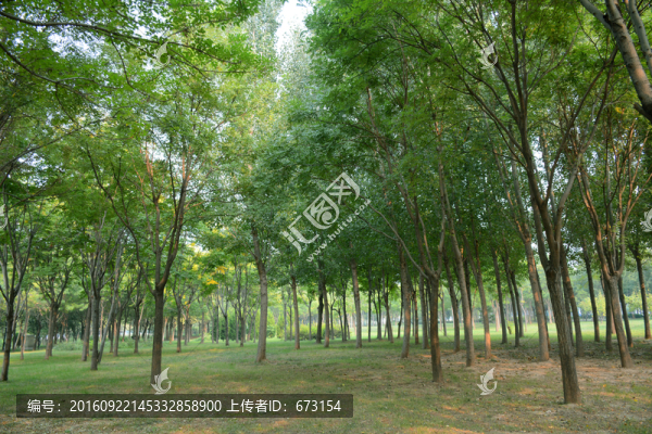 樹林