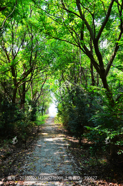 林間小路