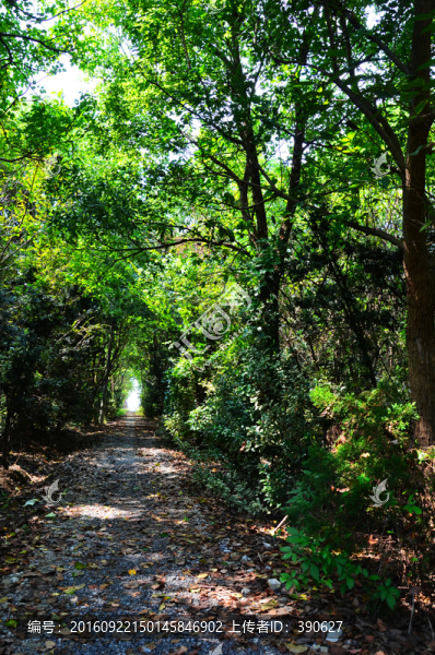 林間小路