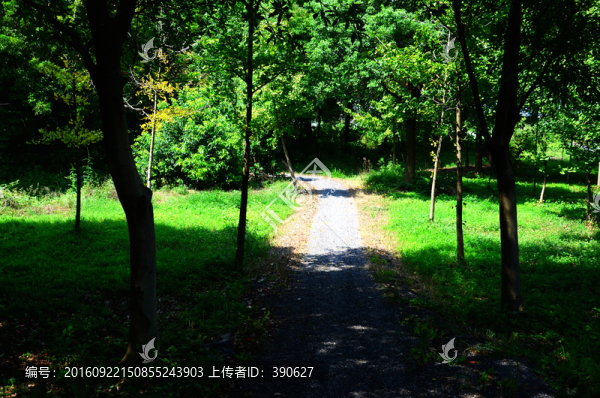 陽光樹林小路