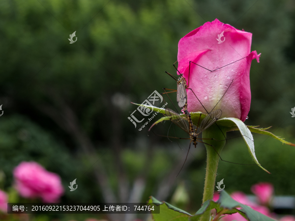 月季花