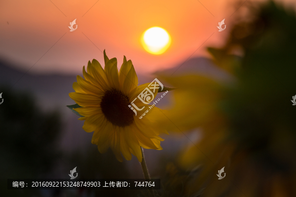 向日葵