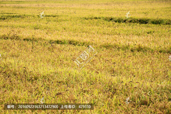 水稻田,稻子,稻穗,鳥瞰,俯視