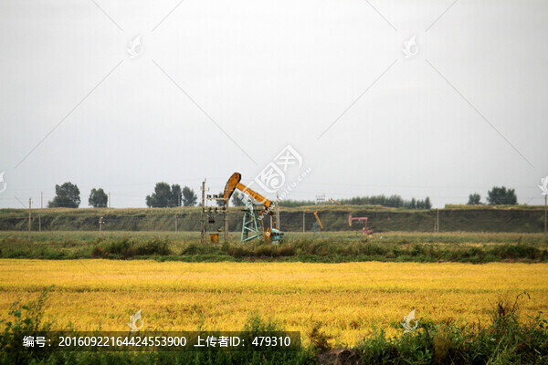 水稻田