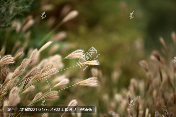 草