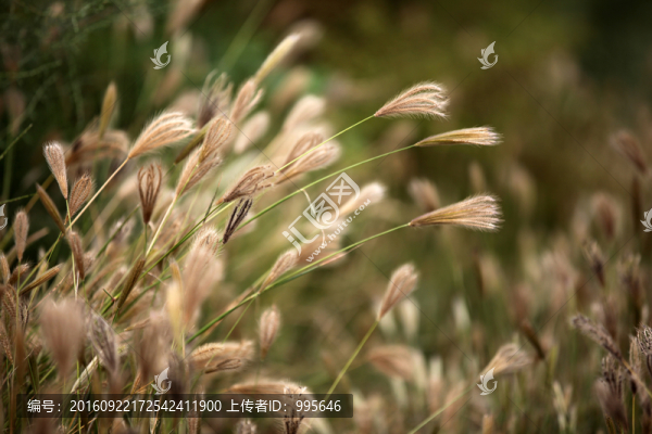草
