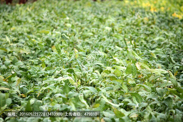 大豆,大豆田
