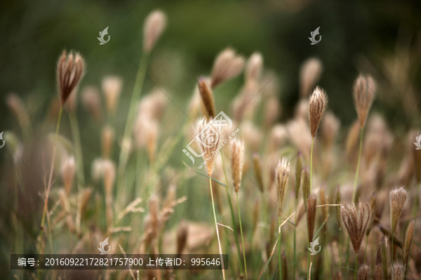草