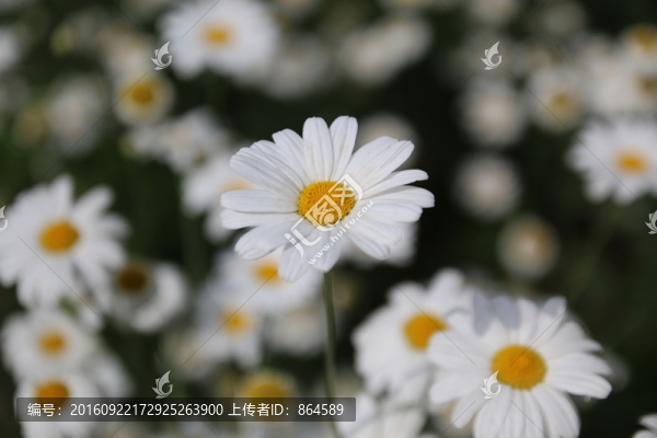 菊花,小丑菊