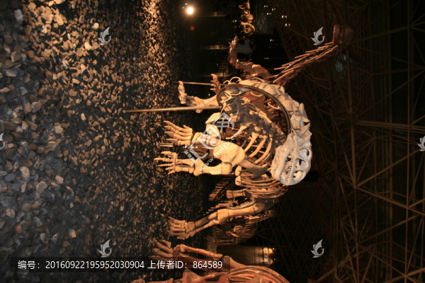 恐龍骨架